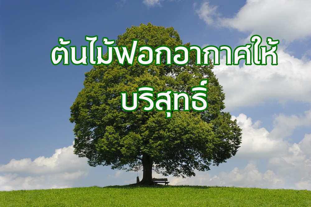 ต้นไม้ฟอกอากาศให้บริสุทธิ์ สำนักงานกองทุนสนับสนุนการสร้างเสริมสุขภาพ