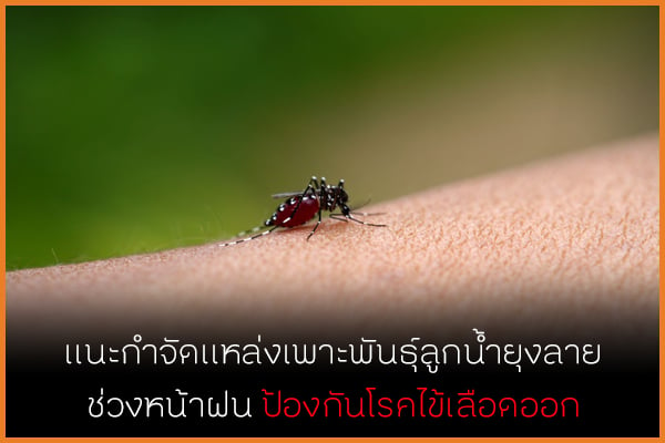 แนะกำจัดแหล่งเพาะพันธุ์ลูกน้ำยุงลายในช่วงหน้าฝน ป้องกันโรคไข้เลือดออก thaihealth